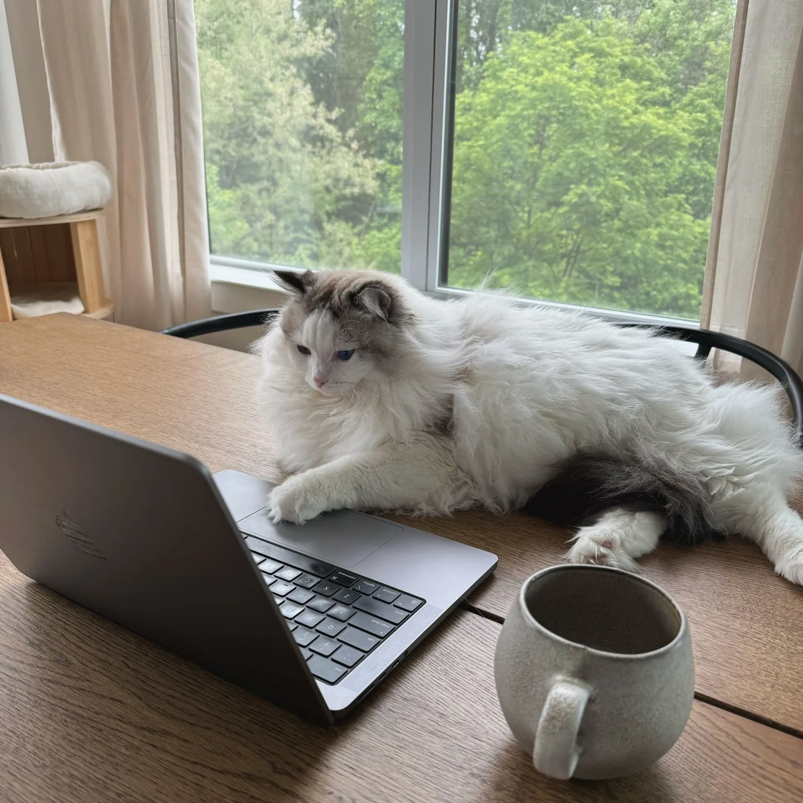 Mya, the HI Lab’s Chief Comfort Officer, beside a laptop